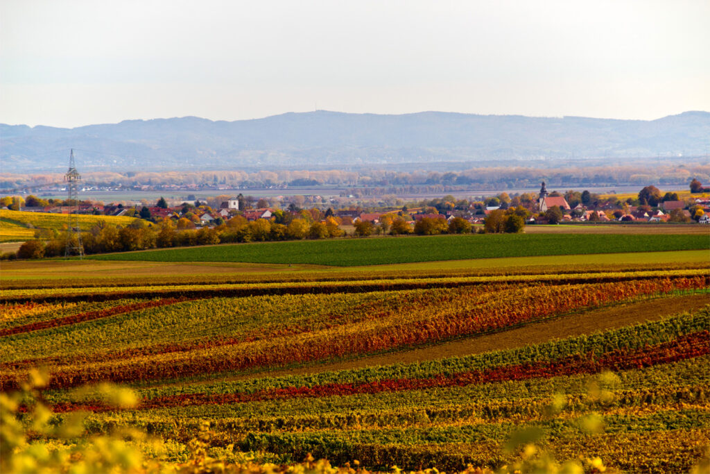 Bechtheim in der Mulde, dahinter das Rheintal und der Odenwald in der Ferne.